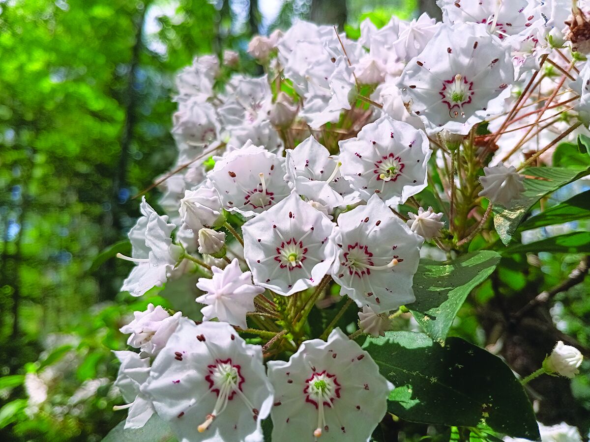 Notes from a Naturalist: It's mountain laurel season, appreciate them in full bloom